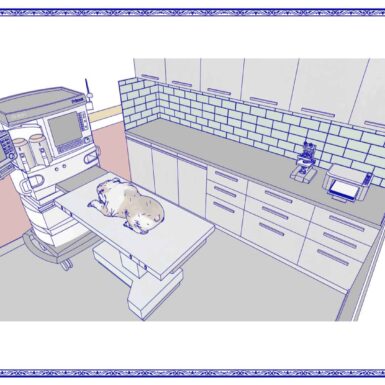 vet for pet 3d